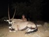 gemsbok.JPG