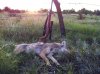 22mag coyote.jpg