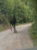 moose in road.jpg