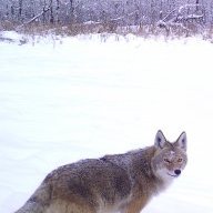 Skinny Coyote