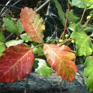 Poison Oak