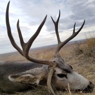 Muley Buck