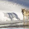 Coyote Shadow Tracker