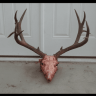 270winmuley